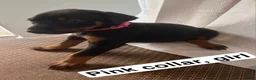 Doberman Pinscher dogs for sale: Doberman Pinscher Puppy 1 - Ad 3