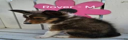 Shetland Sheepdog dogs for sale: Rover - Ad 3