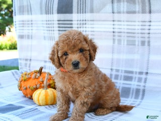 Bichpoo dogs - Ad 15