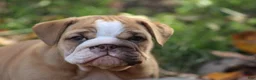 English Bulldog dogs for sale: Buttercup - Ad 4