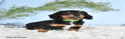 Miniature Dachshund dogs for sale: Hunter - Ad 5