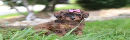Miniature Poodle dogs for sale: Sierra - Ad 5