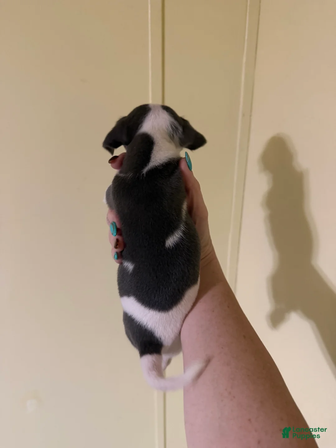 Chihuahua dogs for sale: Chihuahua 5 - Ad 2