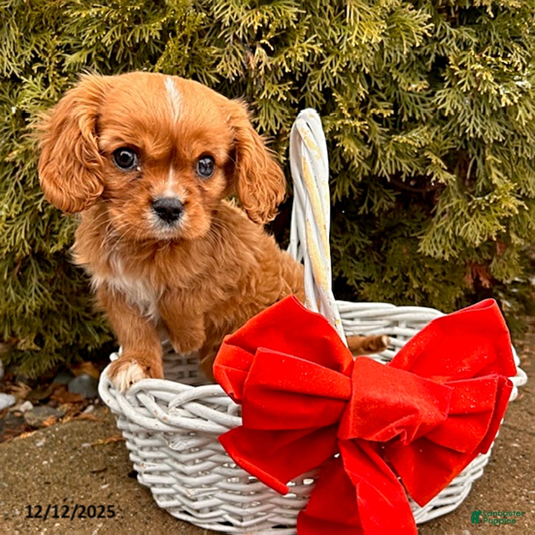 Cavalier King Charles Spaniel dogs for sale: Kipp - Ad 1