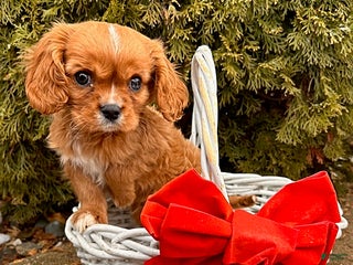 Cavalier King Charles Spaniel dogs Kipp - Ad 39