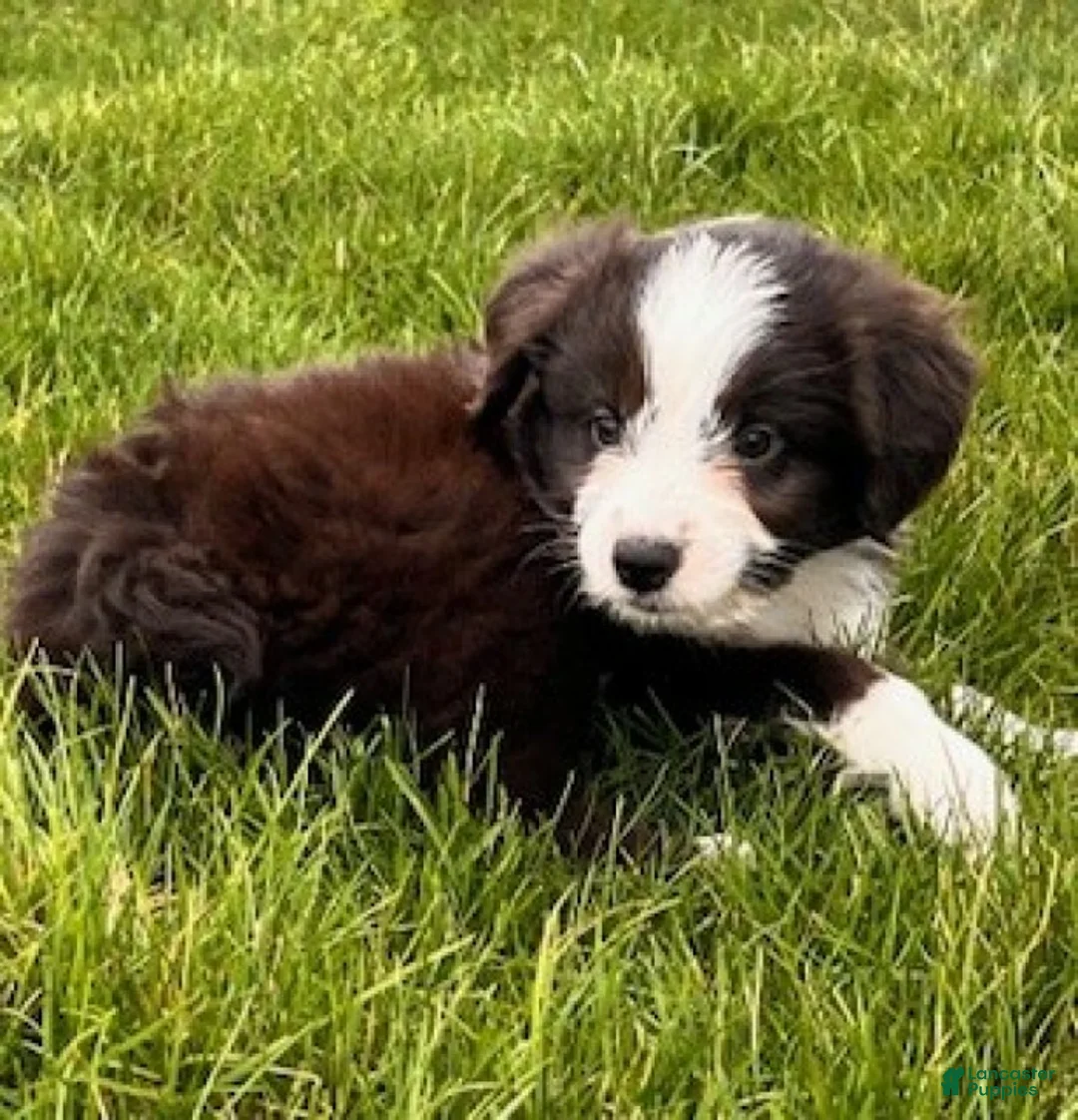 Mini Aussiedoodle dogs for sale: Sally - Ad 6