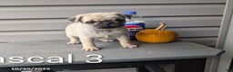 Pug dogs for sale: Rascal - Ad 6