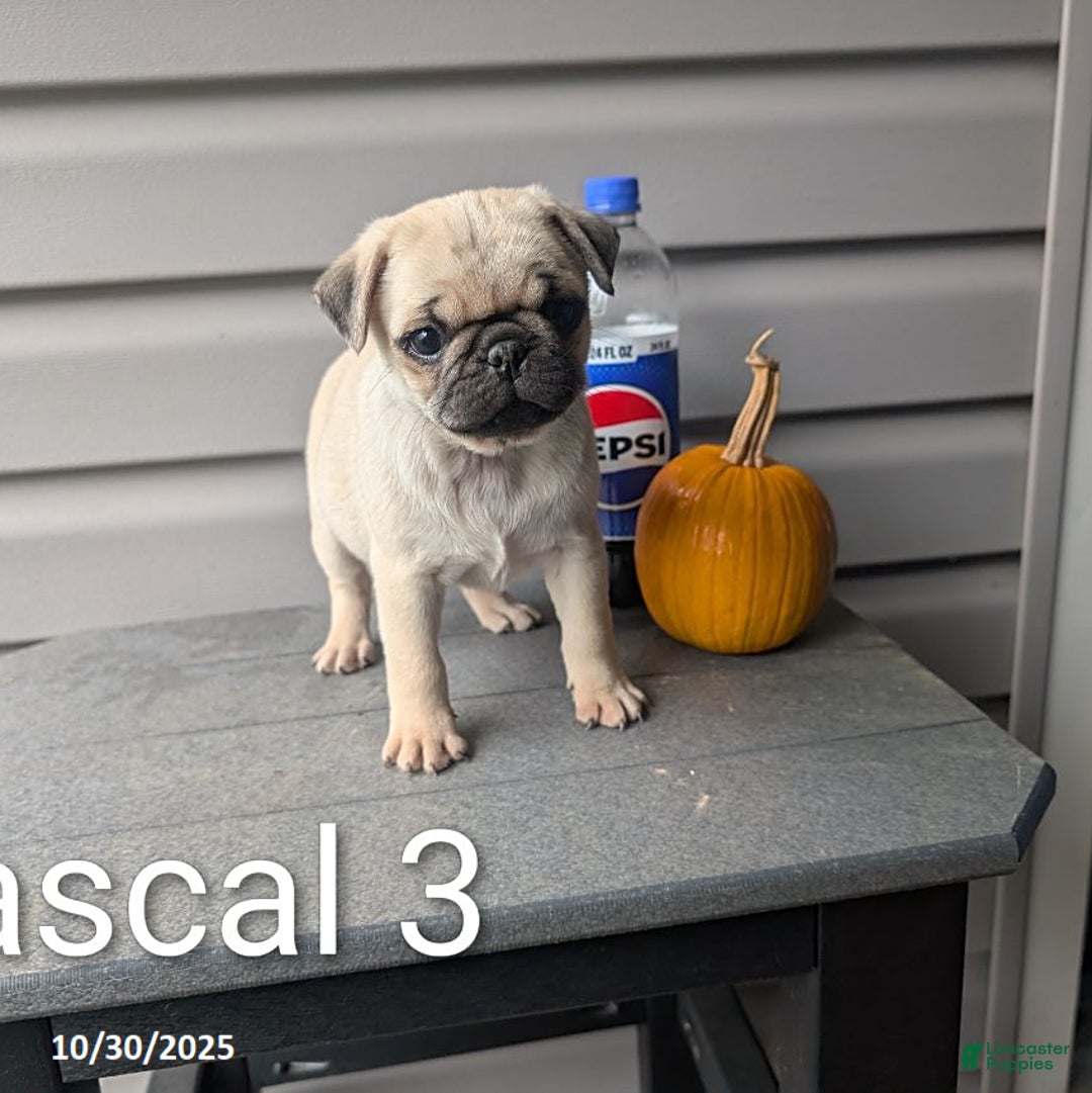Pug dogs for sale: Rascal - Ad 6