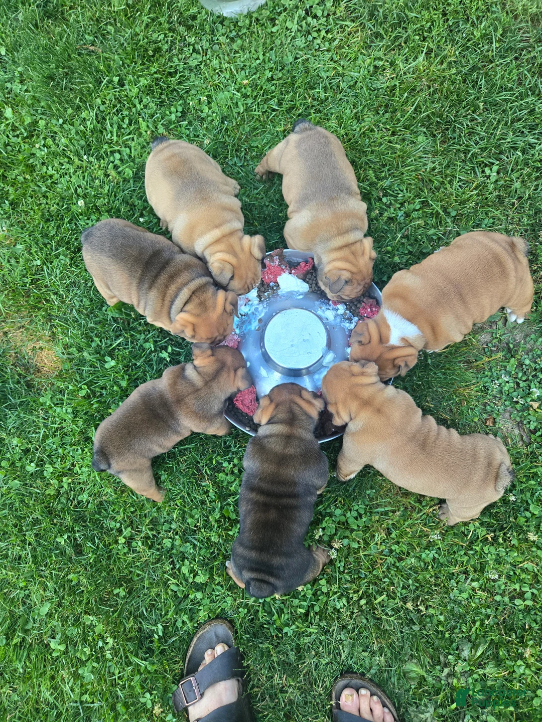 English Bulldog dogs for sale: Winnie - Ad 6