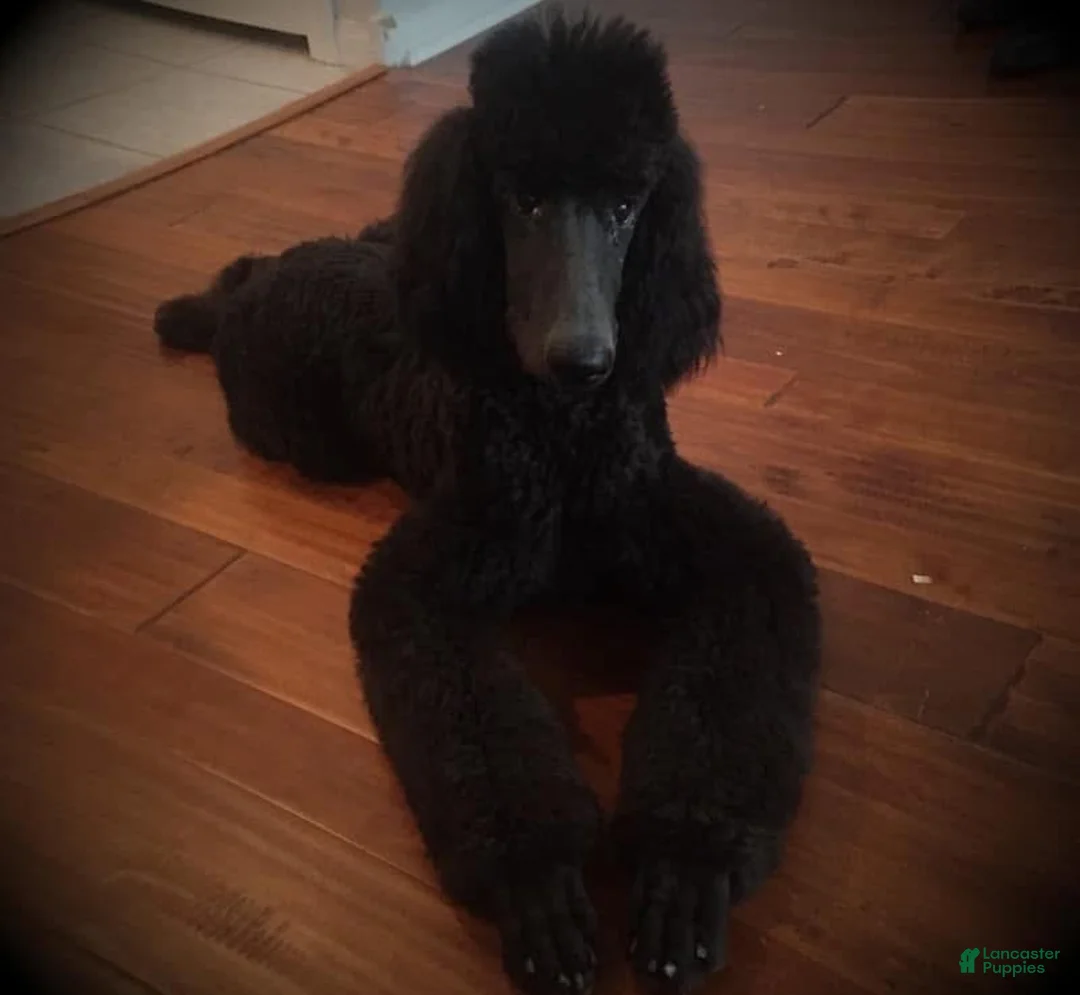 Standard Poodle dogs for sale: Standard Poodle Puppy 2 - Ad 2