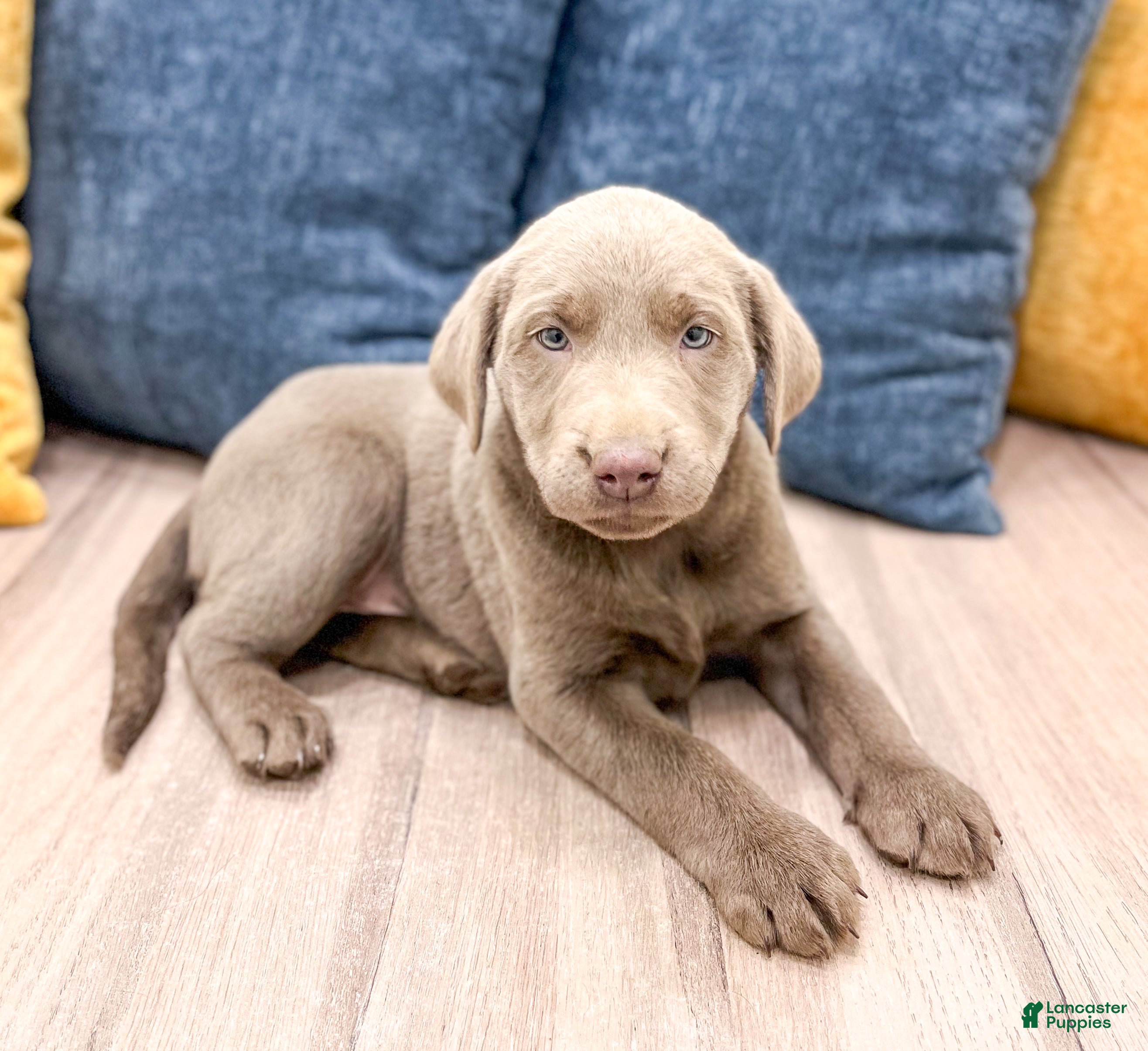 Labrador Retriever dogs Sadie - Ad 3