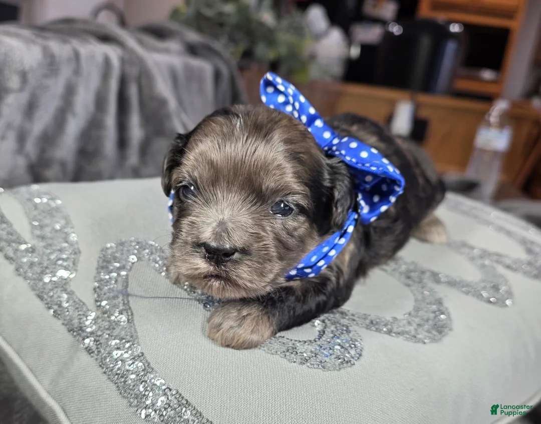 Shihpoo dogs for sale: Shihpoo Puppy 3 - Ad 1