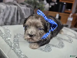 Shihpoo dogs Shihpoo Puppy 3 - Ad 42