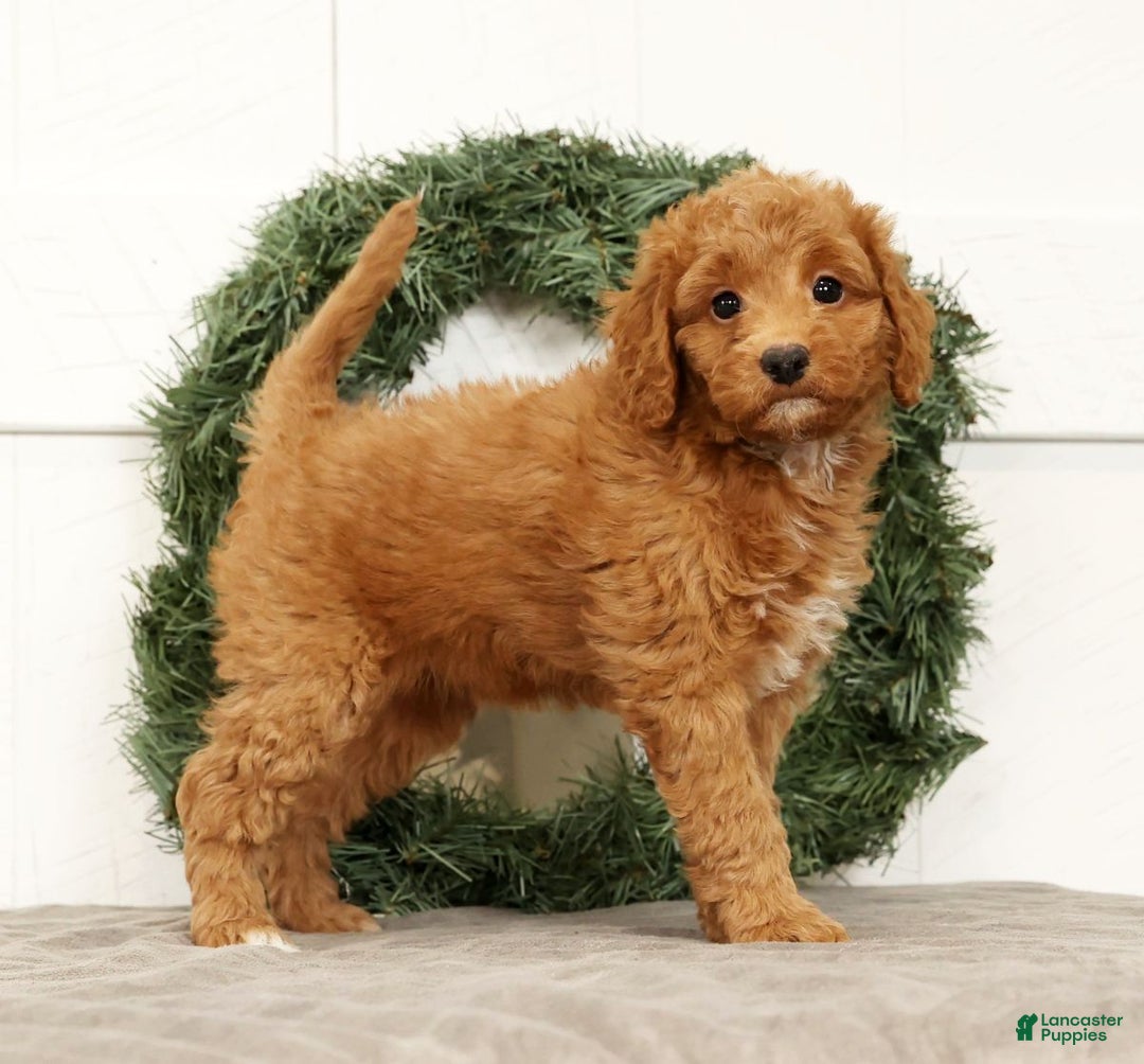 Mini Goldendoodle dogs for sale: Ember - Ad 6