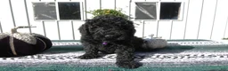 Mini Goldendoodle dogs for sale: Mini Goldendoodle 5 Elly - Ad 2