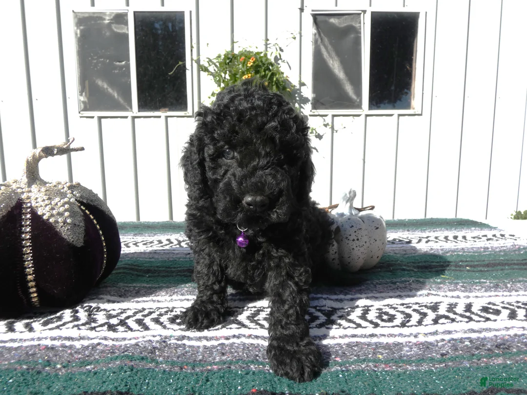 Mini Goldendoodle dogs for sale: Mini Goldendoodle 5 Elly - Ad 2