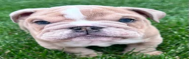 Dozer 