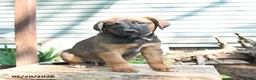 Mixed Breed dogs for sale: Sheba - Ad 4