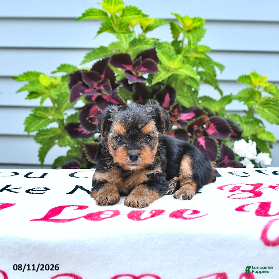 Yorkshire Terrier dogs Daisy - Ad 2