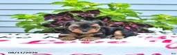 Yorkshire Terrier dogs for sale: Daisy - Ad 2