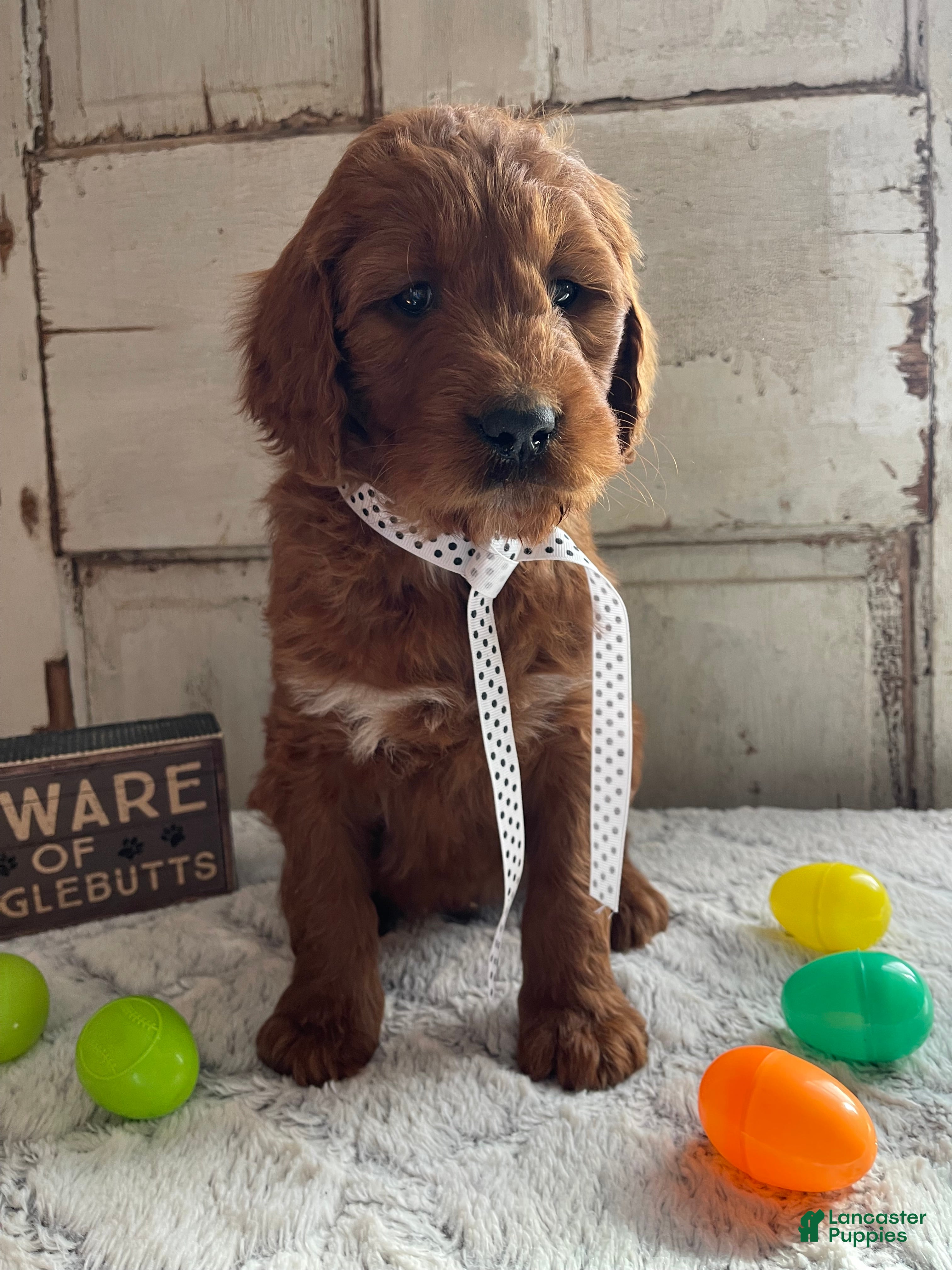 Goldendoodle dogs Kash - Ad 2