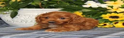 Cavapoo dogs for sale: BJ's Umpire - Ad 3