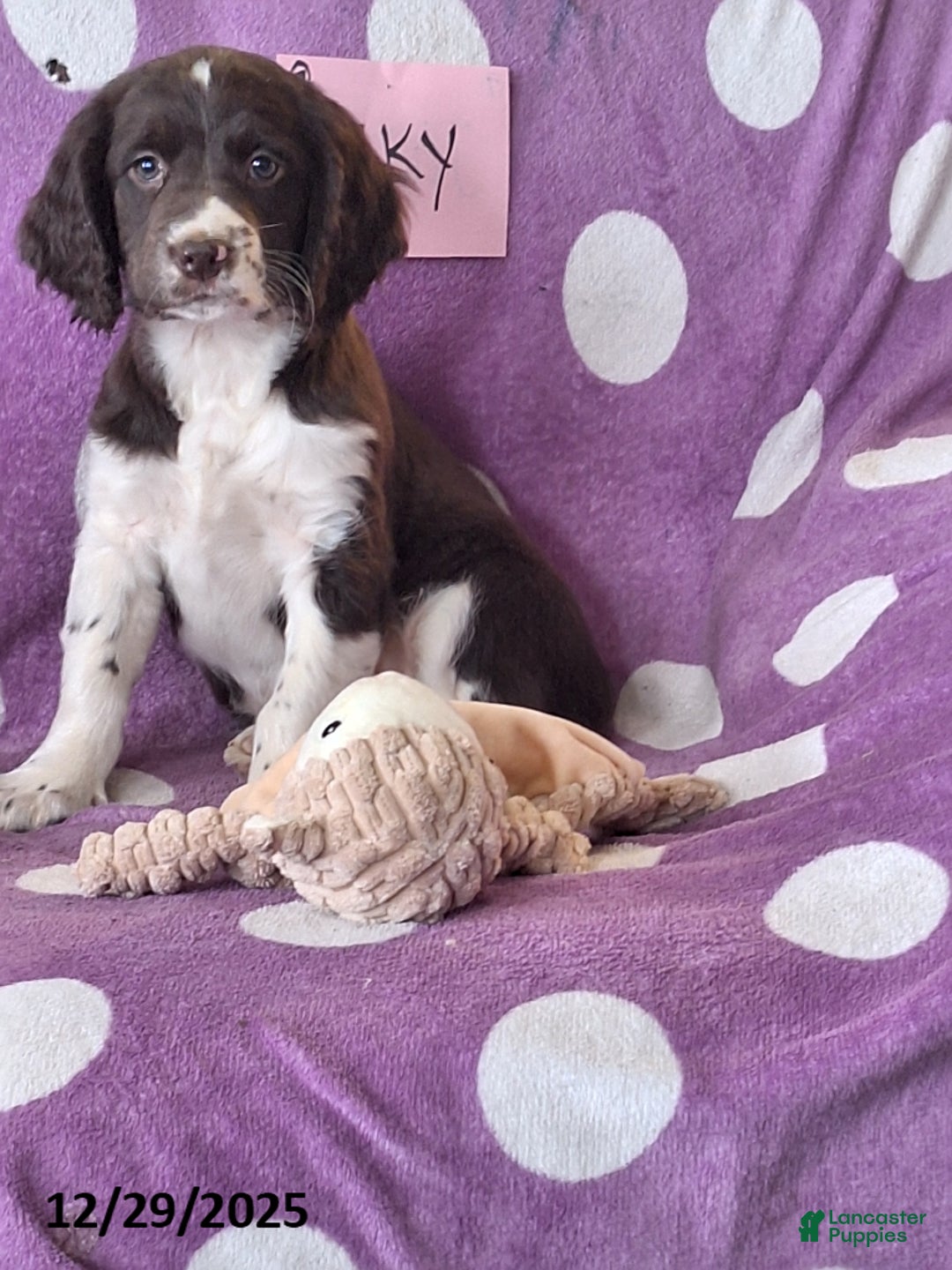 English Springer Spaniel dogs for sale: Sky - Ad 3