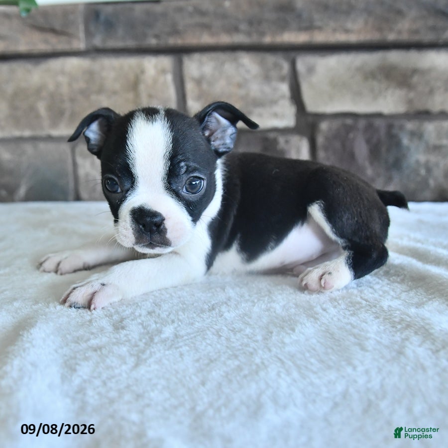Boston Terrier dogs Cory - Ad 2