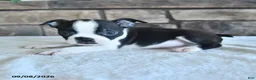 Boston Terrier dogs for sale: Cory - Ad 2