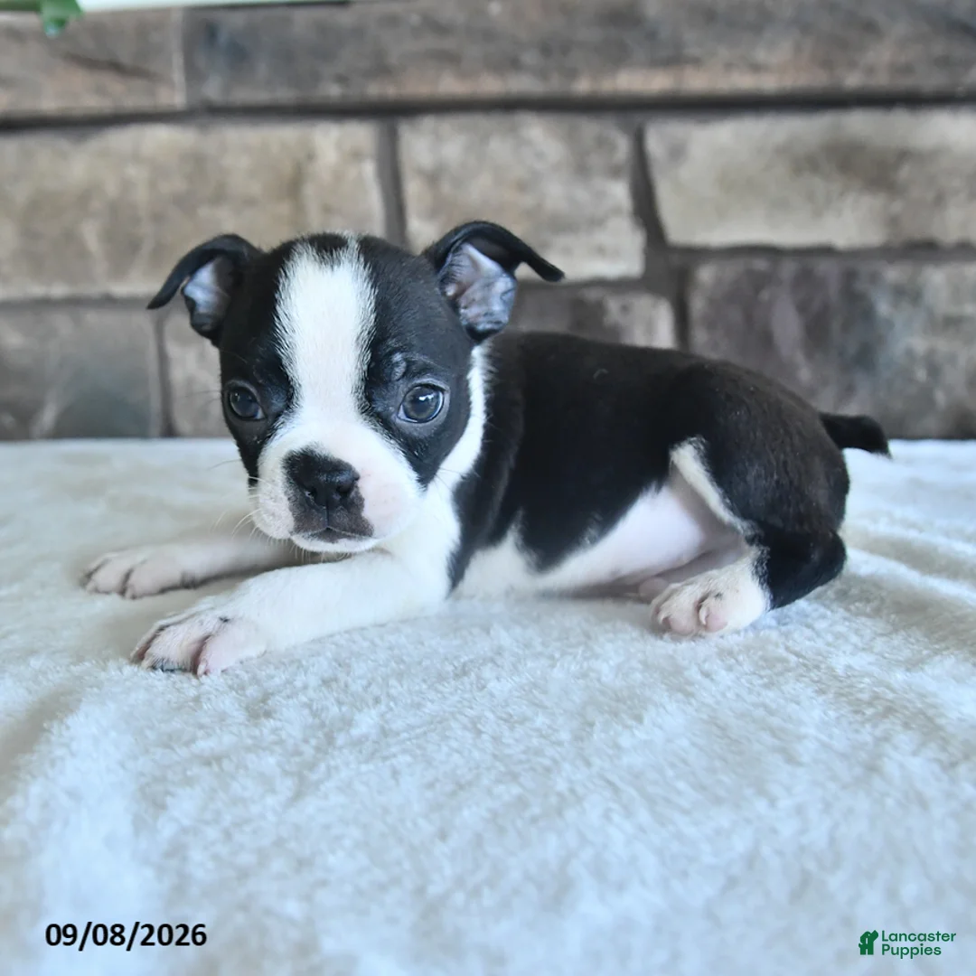 Boston Terrier dogs for sale: Cory - Ad 2