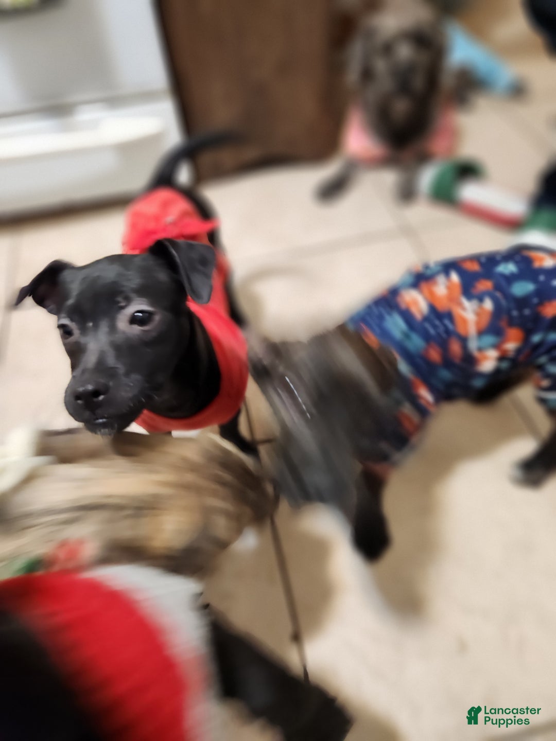 Mixed Breed dogs for sale: Laticia  - Ad 1