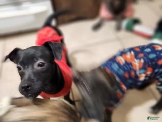 Mixed Breed dogs Laticia - Ad 40