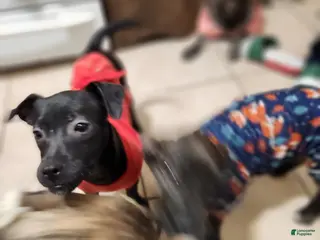 Mixed Breed dogs Laticia - Ad 13