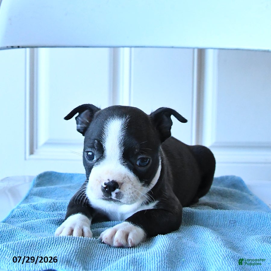 Boston Terrier dogs Bob - Ad 1