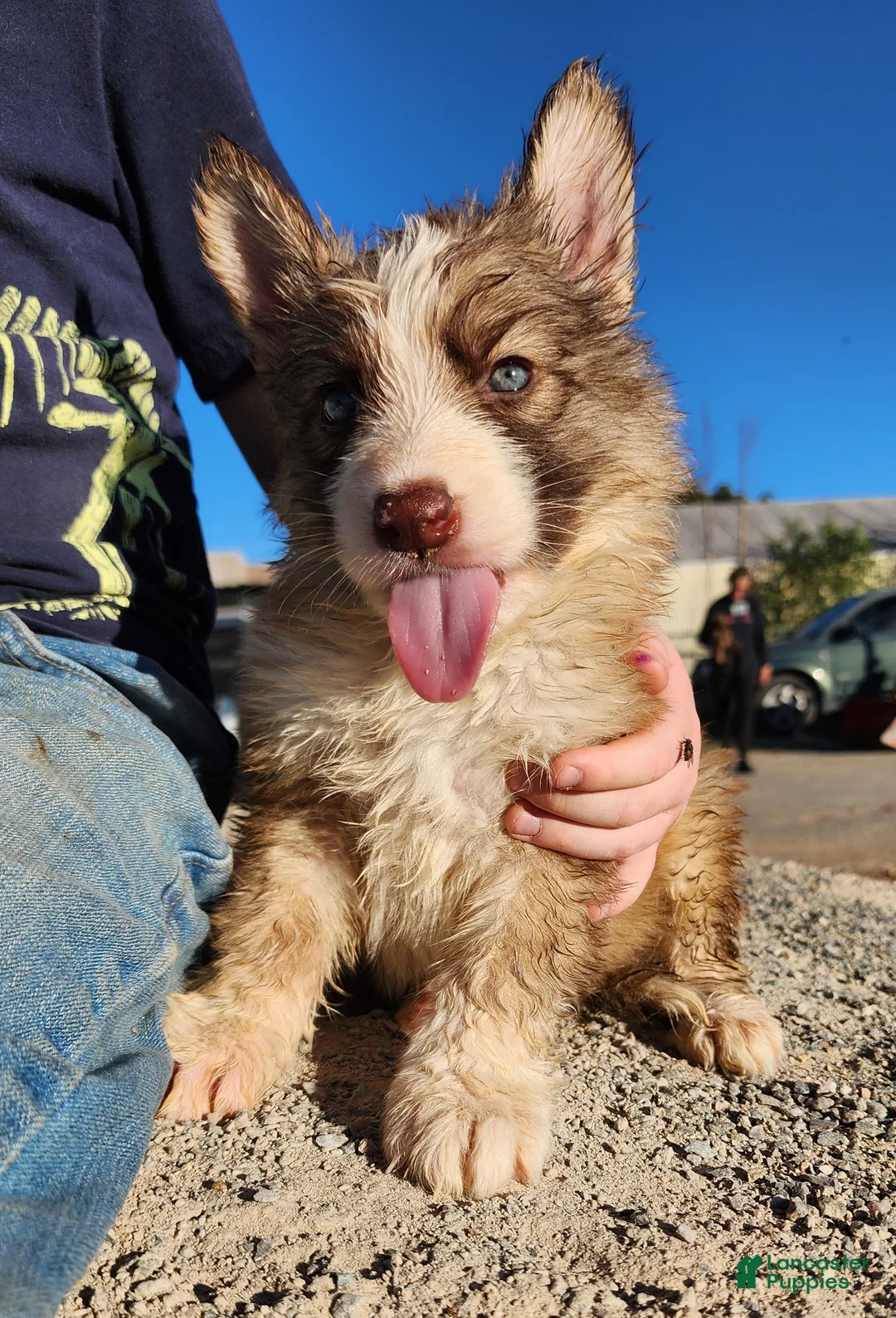 German Shepherd dogs for sale: German Shepherd 2 - Ad 1