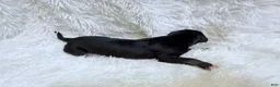 Great Dane dogs for sale: Java - Ad 4