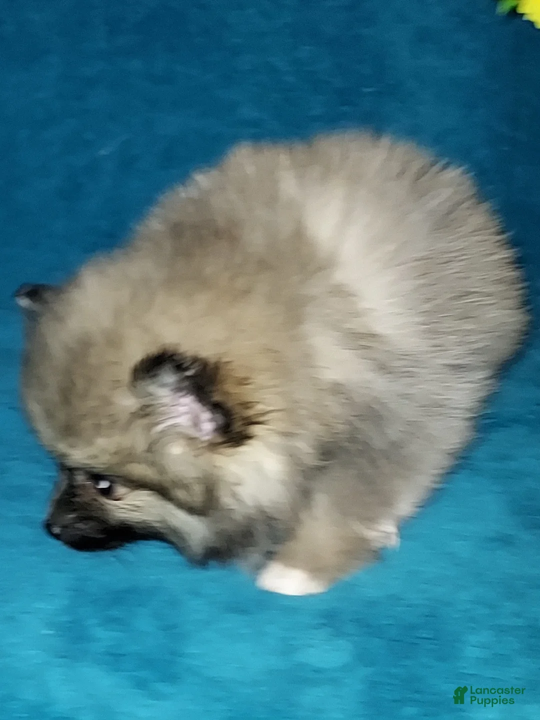 Pomeranian dogs for sale: Freddy - Ad 3