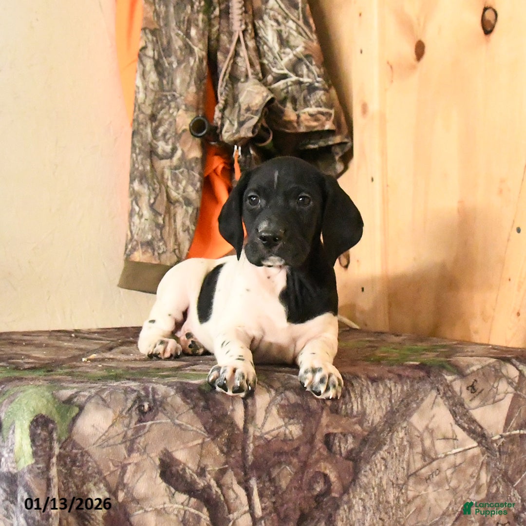 German Shorthaired Pointer dogs for sale: Hazel - Ad 2