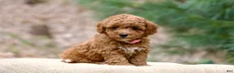 Miniature Poodle dogs for sale: Miniature Poodle 2 - Ad 2