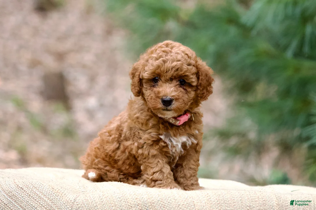 Miniature Poodle dogs for sale: Miniature Poodle 2 - Ad 2