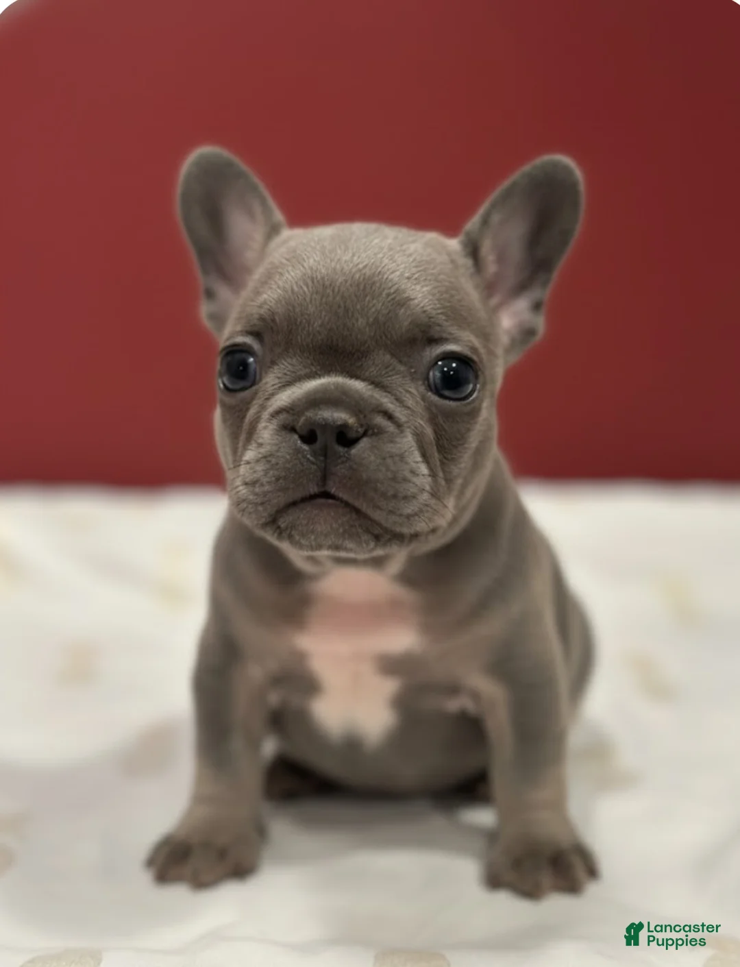 French Bulldog dogs for sale: Maple Baby - Ad 4