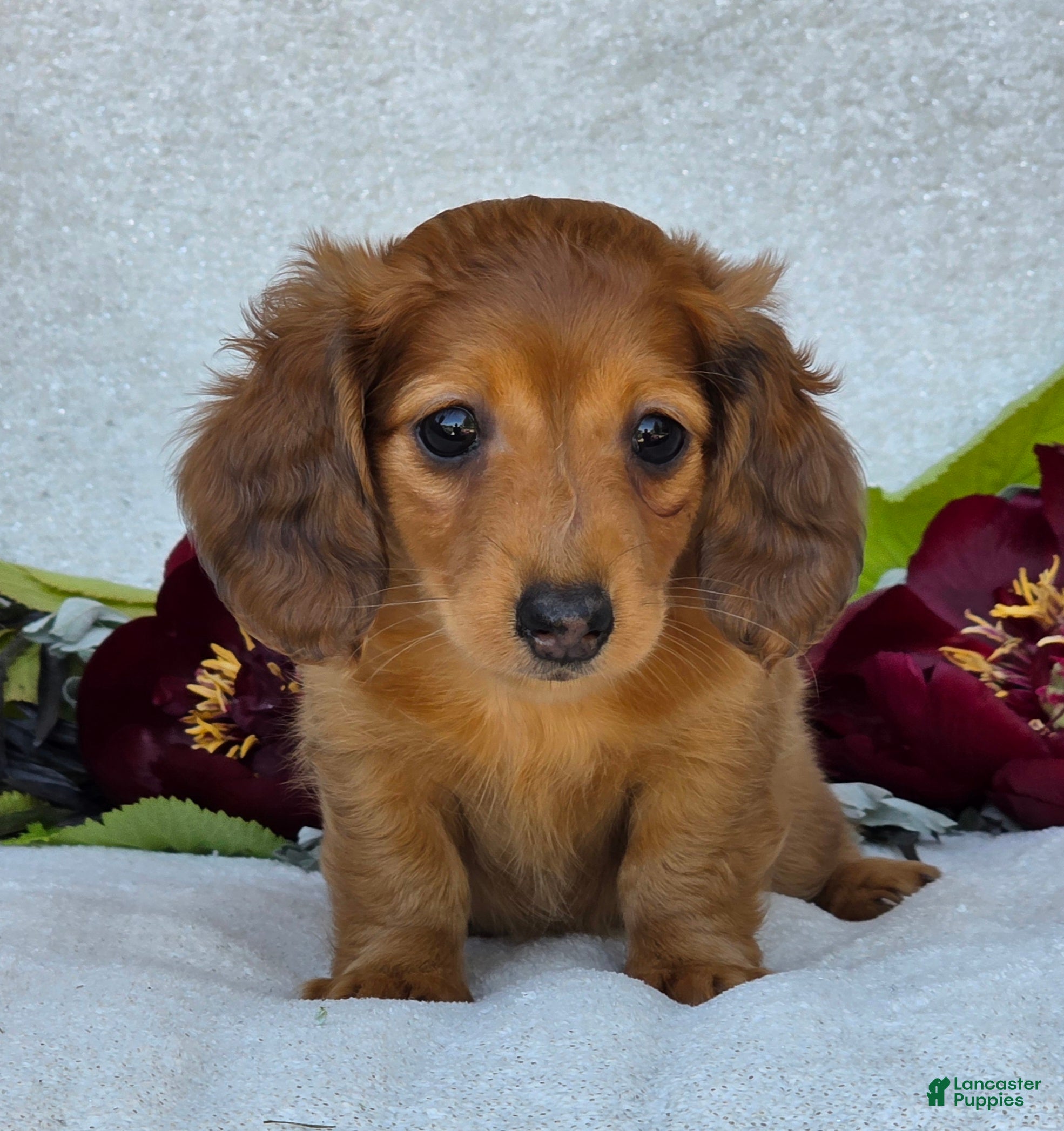 Miniature Dachshund dogs for sale: Lando - Ad 6