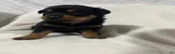 Rottweiler dogs for sale: diamond  - Ad 4