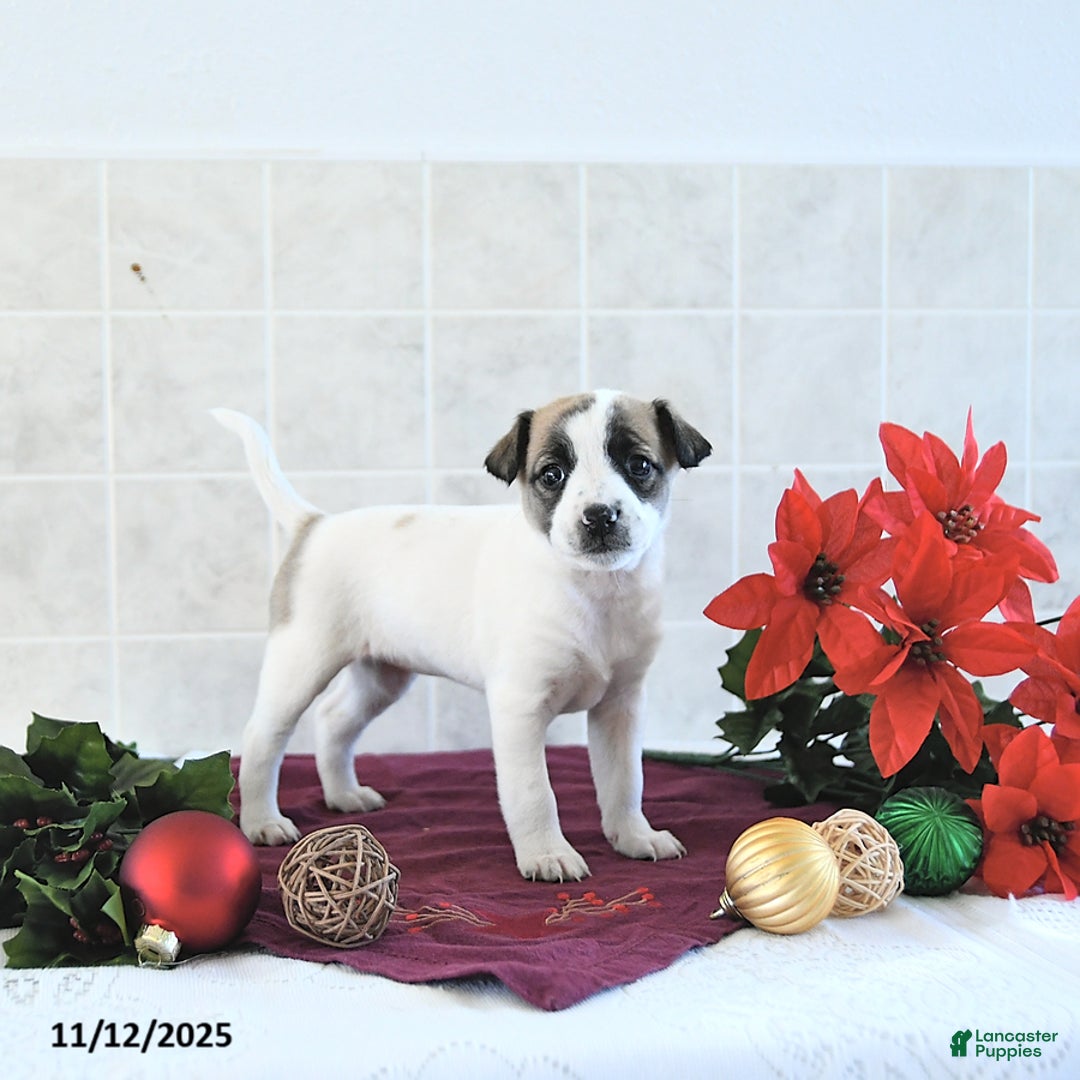 Jack Russell Terrier dogs for sale: Dixie - Ad 6