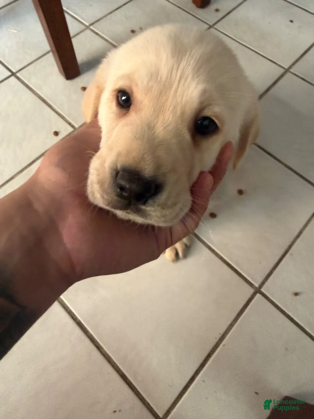 Goldador dogs for sale: Goldador 11 - Ad 1