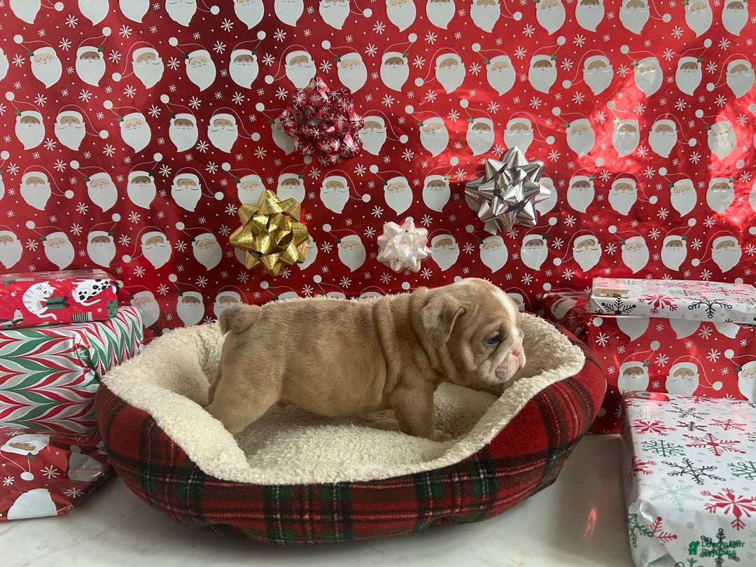 English Bulldog dogs for sale: Ace - Ad 3