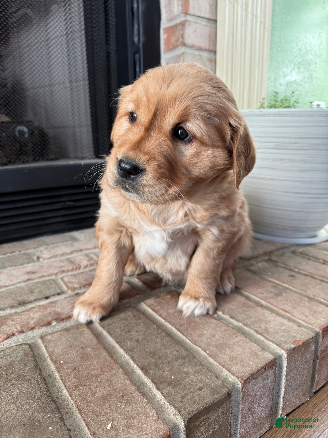 Golden Retriever dogs for sale: Samantha - Ad 11