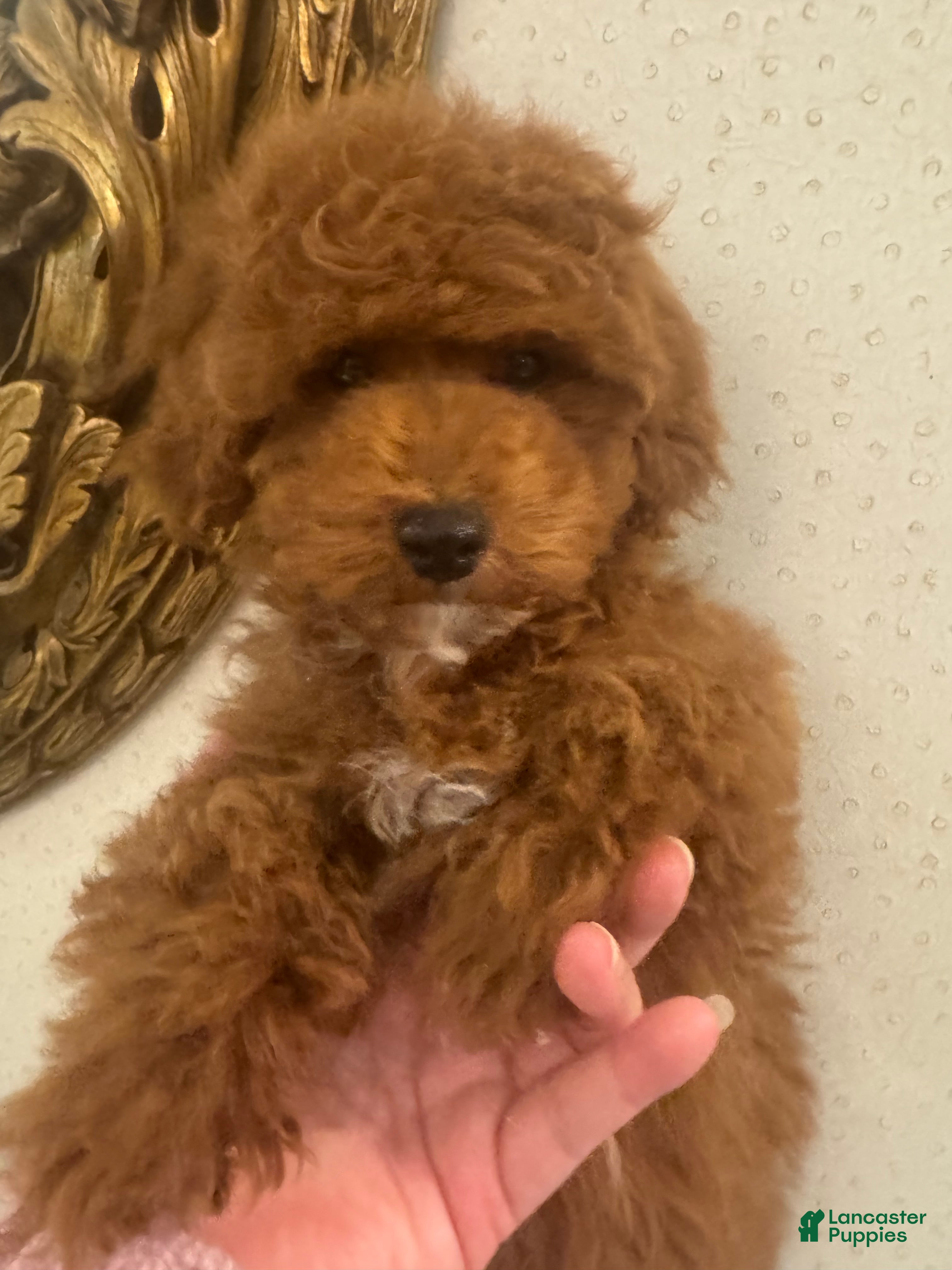 Toy Poodle dogs Cinnamon  - Ad 41