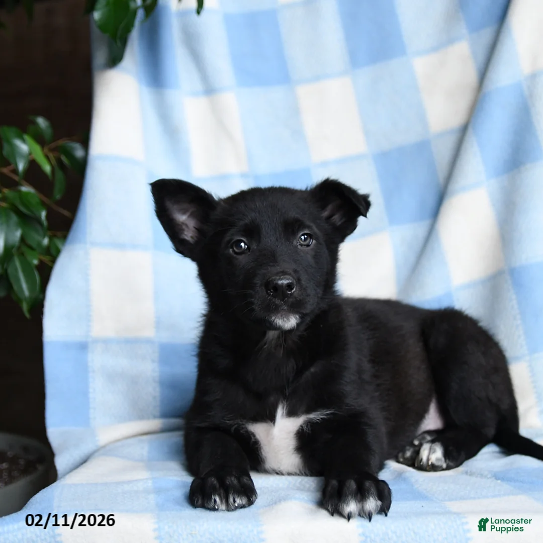 Mixed Breed dogs for sale: Blue - Ad 3