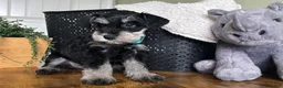 Miniature Schnauzer dogs for sale: Rocky - Ad 12